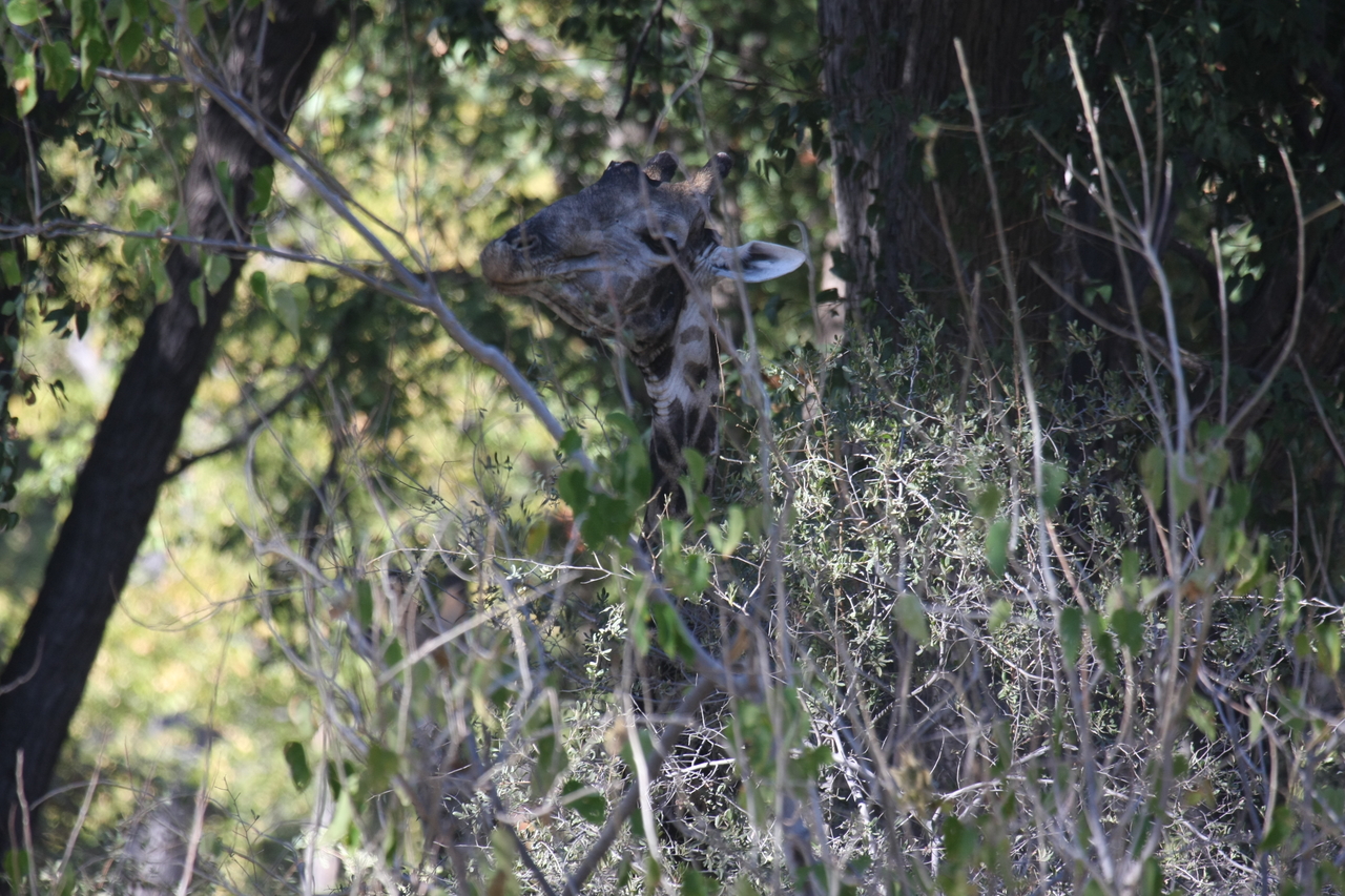 [21018] 2016_06_29_03_12_44_Africa_Canon_EOS_40D_IMG__03327.jpg