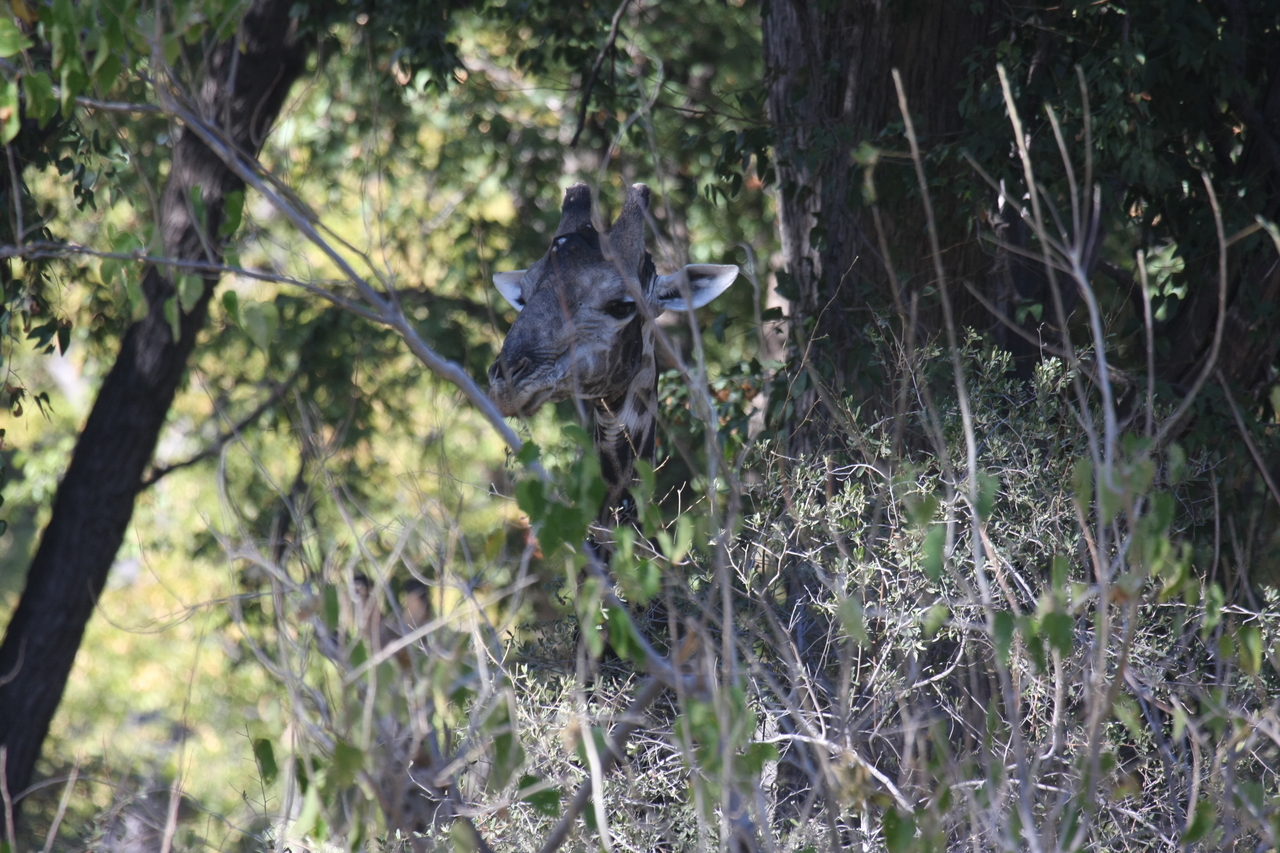 [21023] 2016_06_29_03_12_45_Africa_Canon_EOS_40D_IMG__00087.jpg