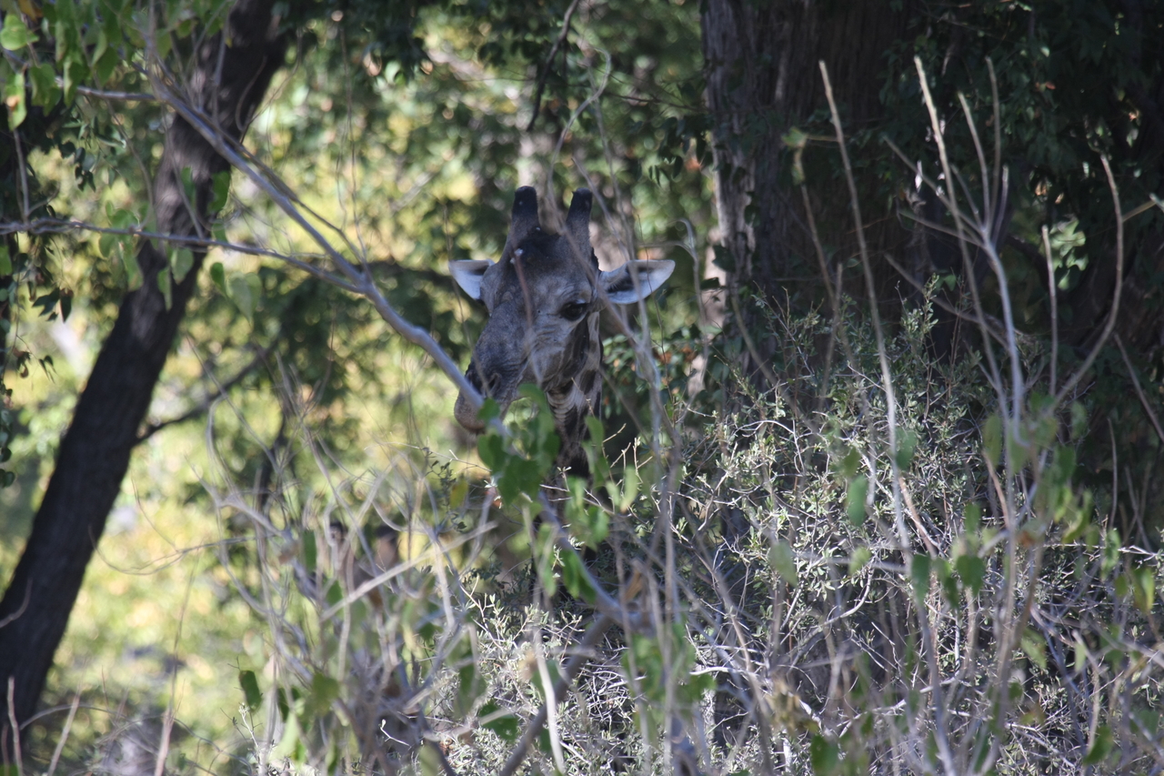 [21028] 2016_06_29_03_12_45_Africa_Canon_EOS_40D_IMG__10777.jpg