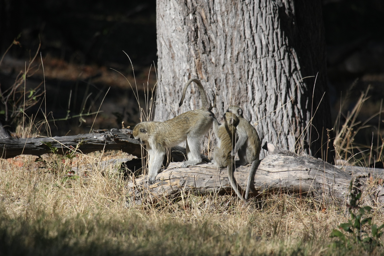 [21036] 2016_06_29_03_13_26_Africa_Canon_EOS_40D_IMG__10779.jpg