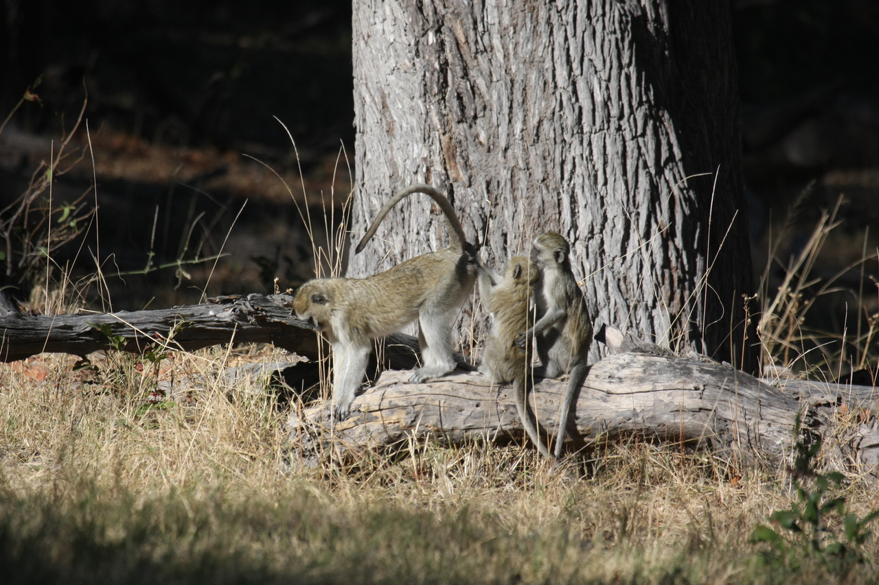 [21043] 2016_06_29_03_13_27_Africa_Canon_EOS_40D_IMG__03337.jpg