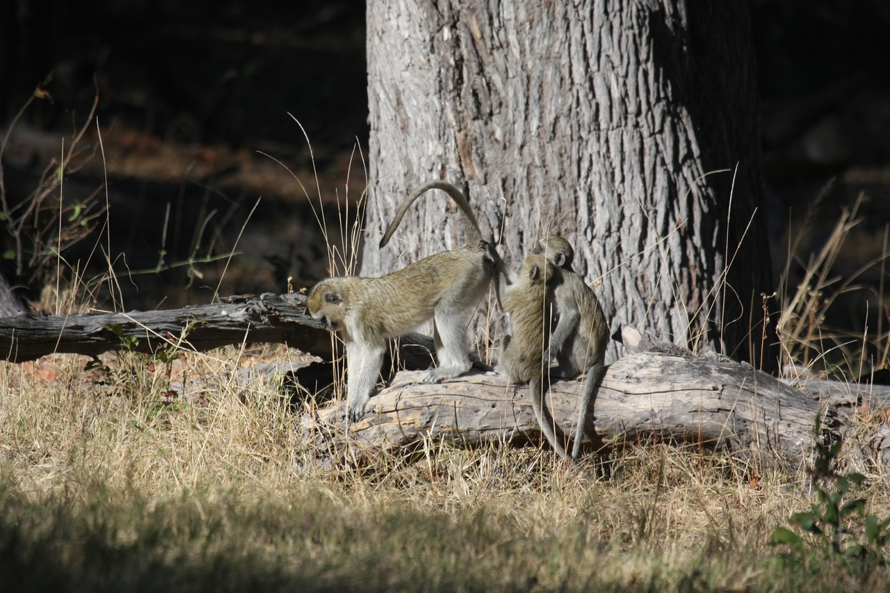 [21045] 2016_06_29_03_13_27_Africa_Canon_EOS_40D_IMG__10783.jpg