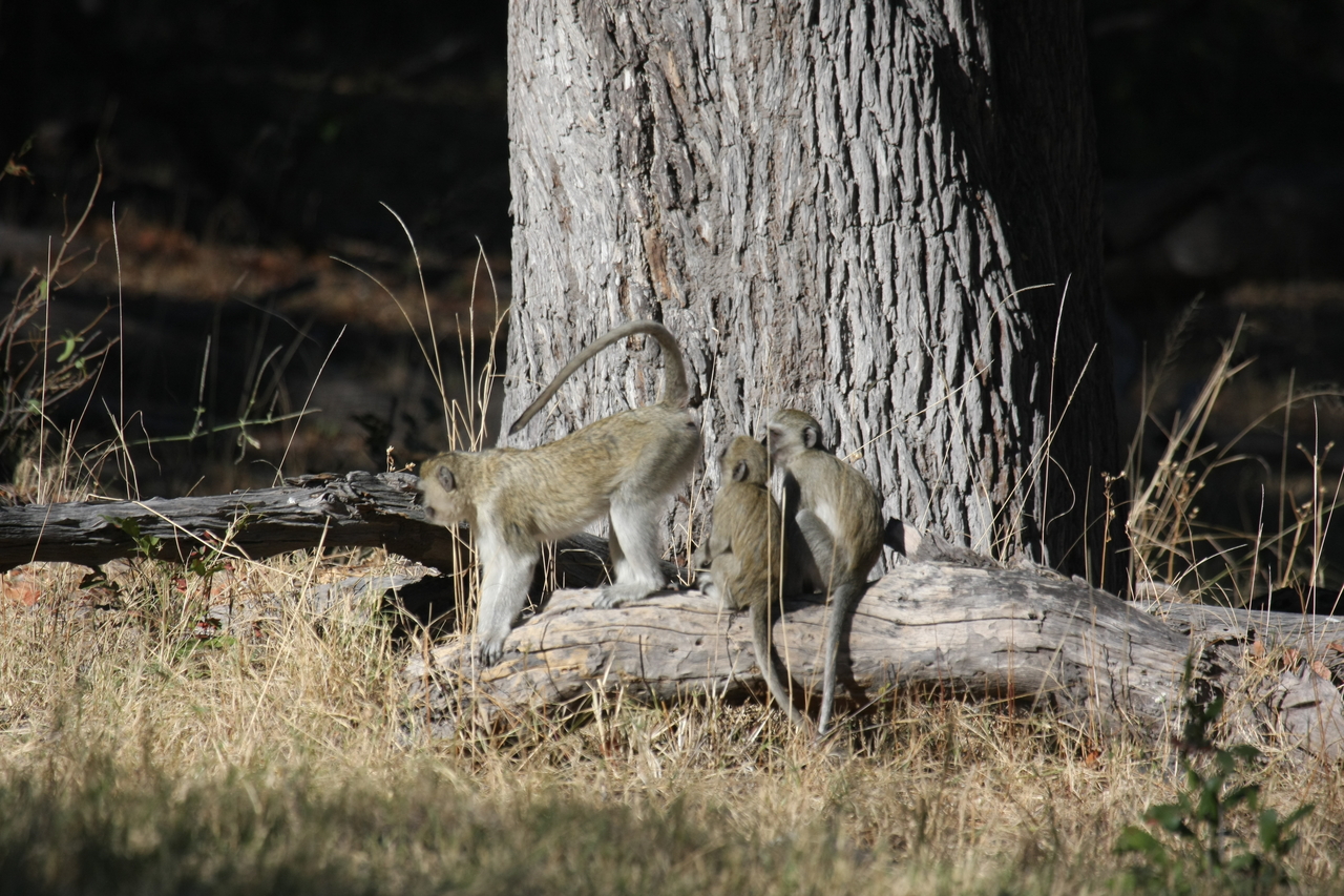 [21047] 2016_06_29_03_13_33_Africa_Canon_EOS_40D_IMG__00096.jpg