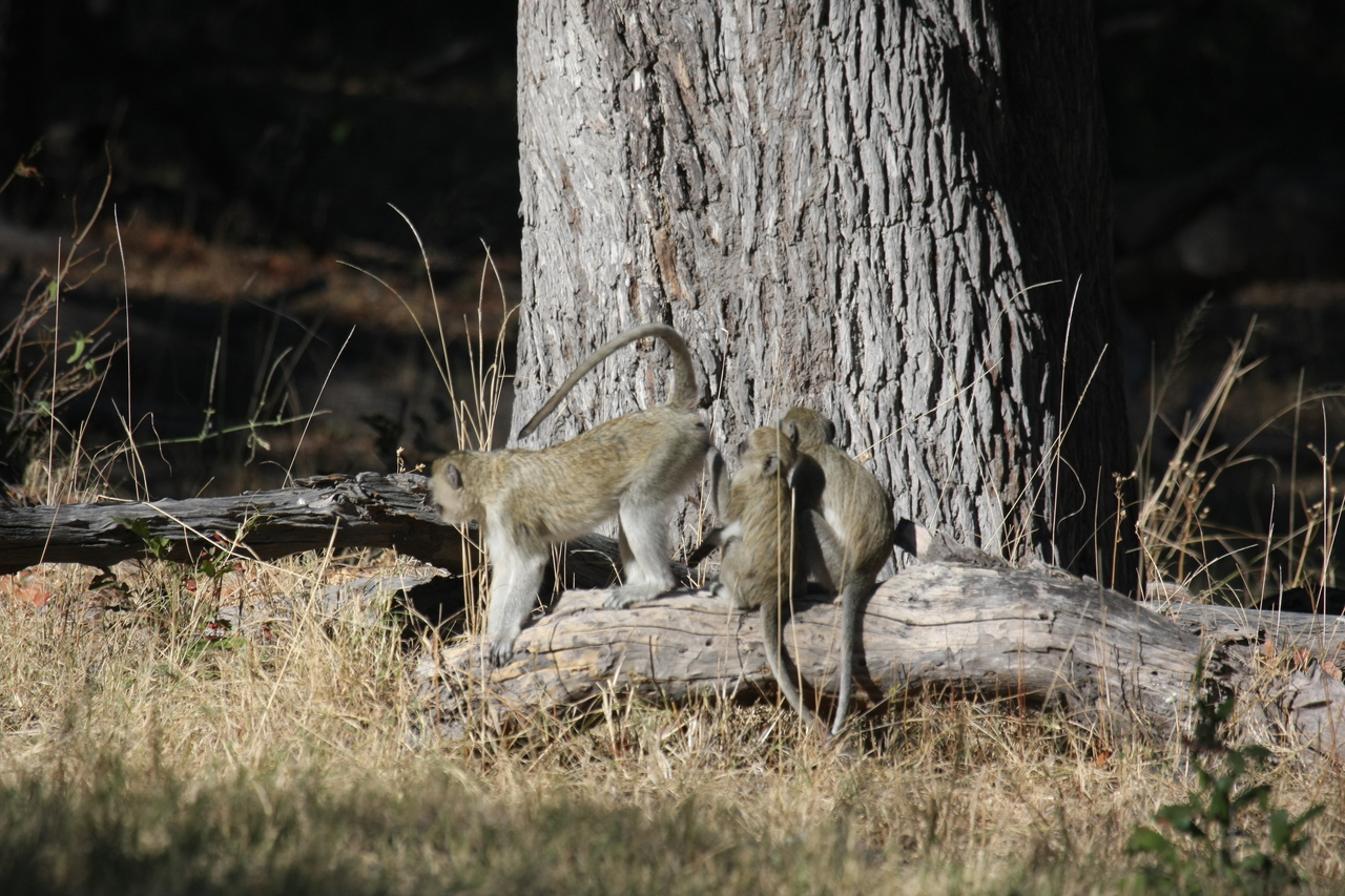 [21049] 2016_06_29_03_13_33_Africa_Canon_EOS_40D_IMG__00098.jpg