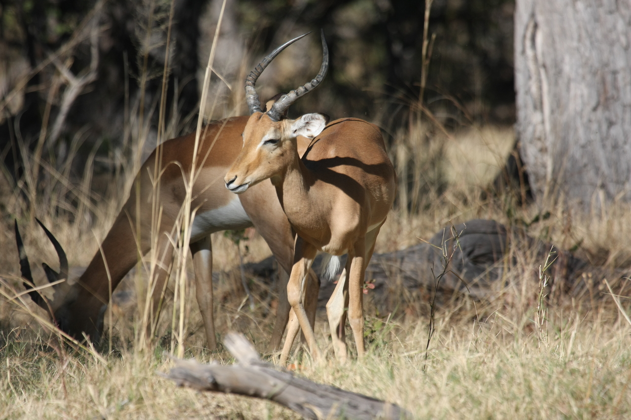 [21058] 2016_06_29_03_13_48_Africa_Canon_EOS_40D_IMG__03341.jpg