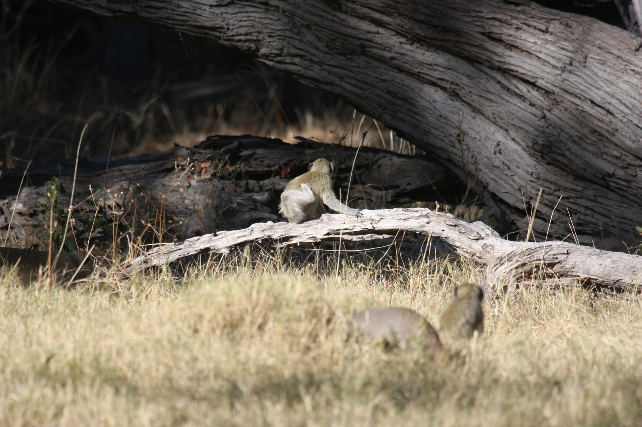 [21066] 2016_06_29_03_14_07_Africa_Canon_EOS_40D_IMG__03345.jpg