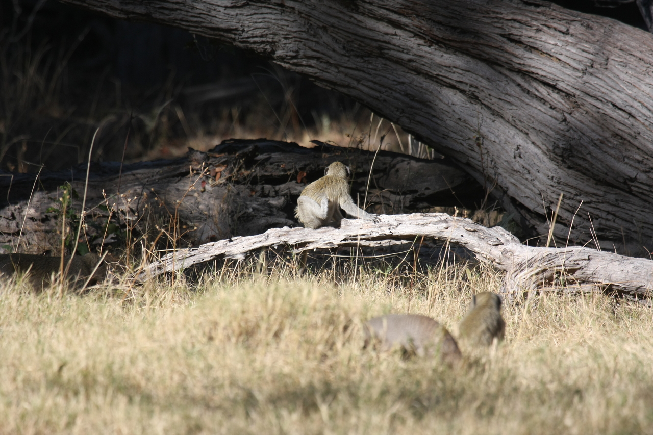 [21067] 2016_06_29_03_14_07_Africa_Canon_EOS_40D_IMG__03346.jpg