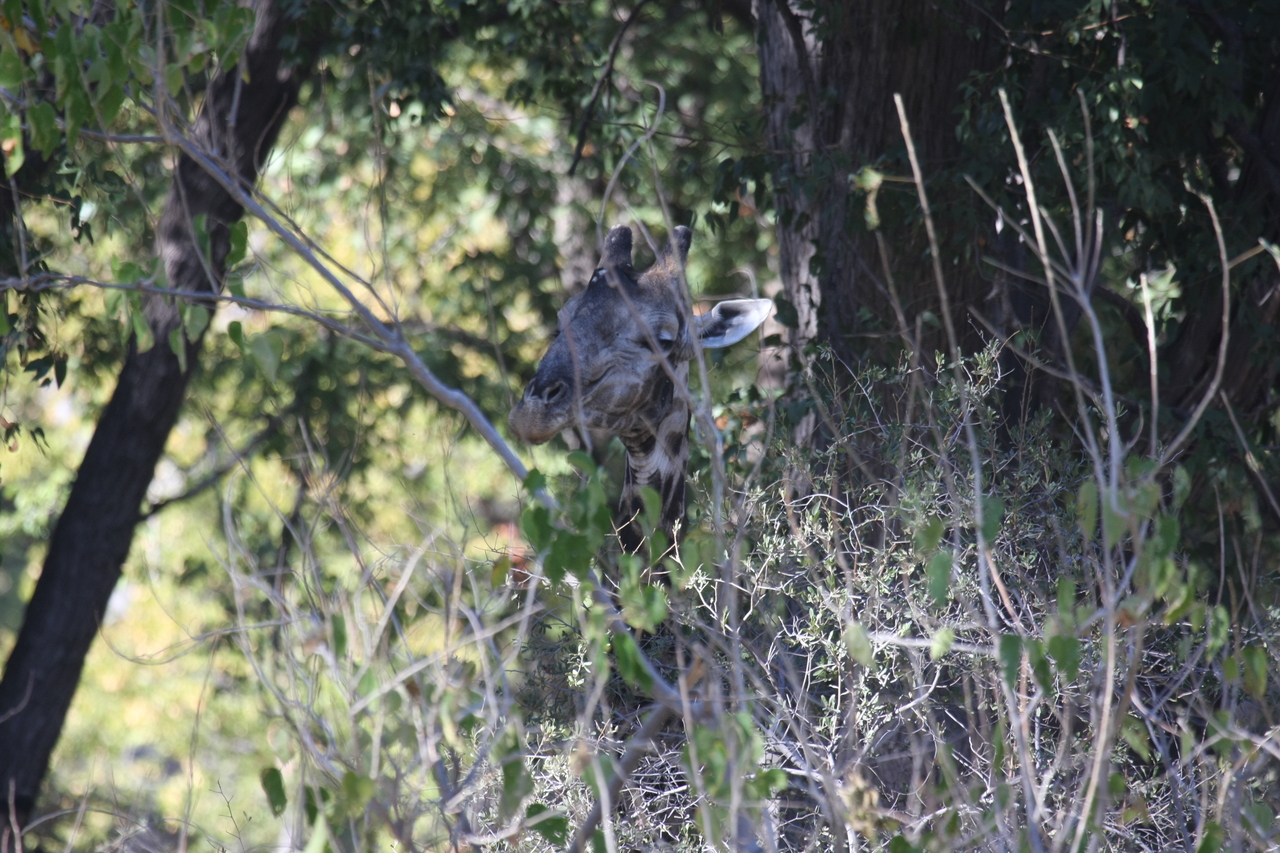 [21072] 2016_06_29_03_14_20_Africa_Canon_EOS_40D_IMG__00106.jpg