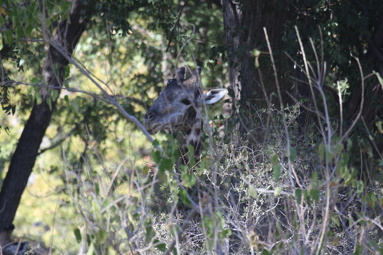 [21076] 2016_06_29_03_14_20_Africa_Canon_EOS_40D_IMG__03349.jpg