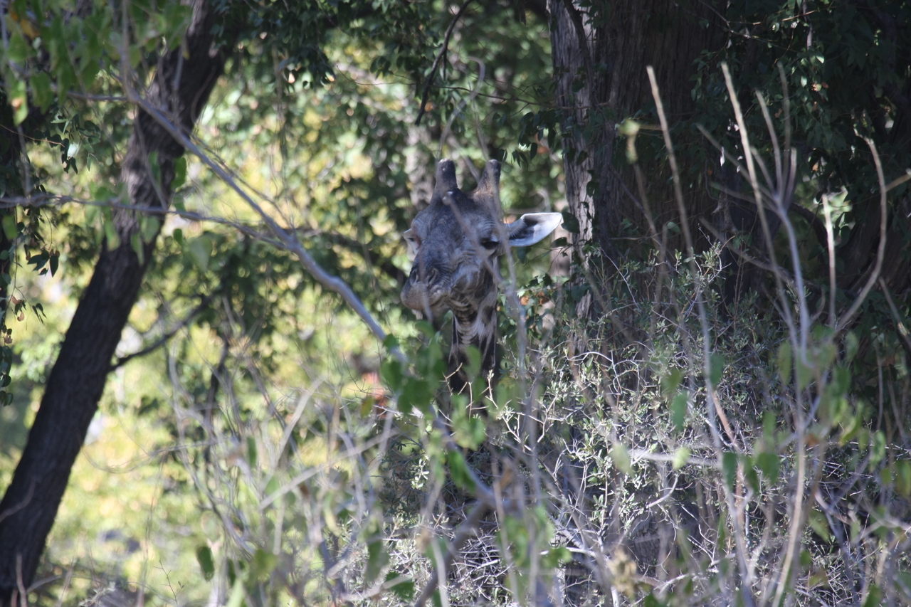 [21077] 2016_06_29_03_14_20_Africa_Canon_EOS_40D_IMG__10794.jpg