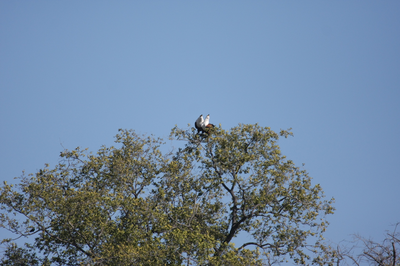 [21089] 2016_06_29_03_34_22_Africa_Canon_EOS_40D_IMG__03352.jpg