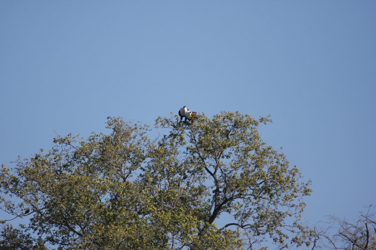 [21093] 2016_06_29_03_34_22_Africa_Canon_EOS_40D_IMG__10800.jpg