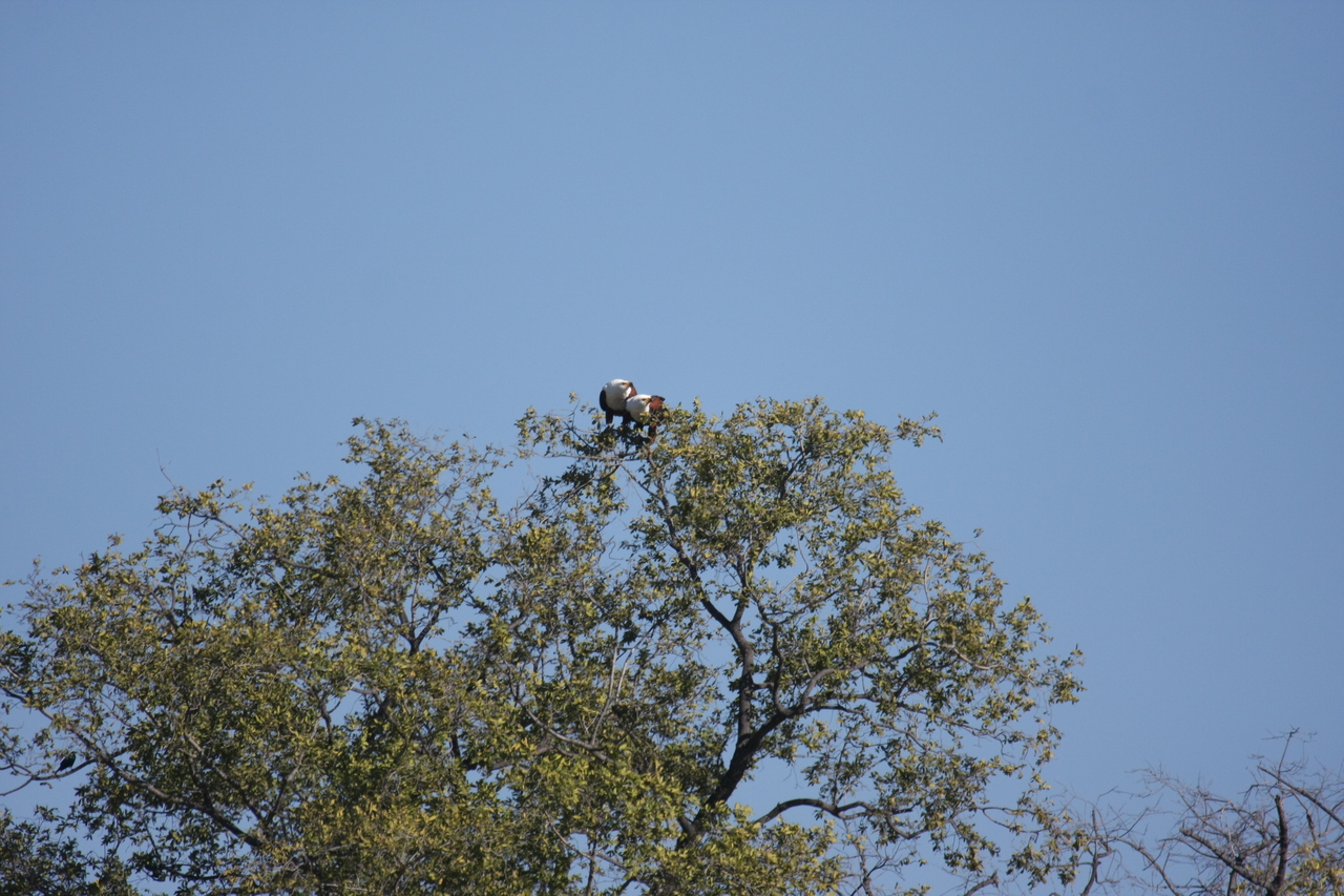 [21096] 2016_06_29_03_34_23_Africa_Canon_EOS_40D_IMG__00116.jpg