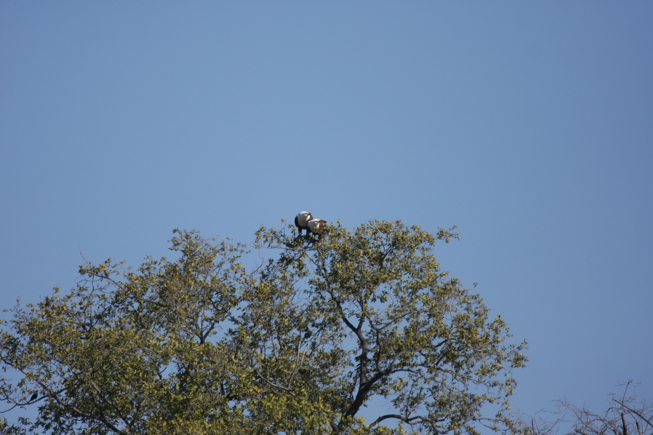 [21103] 2016_06_29_03_34_23_Africa_Canon_EOS_40D_IMG__10806.jpg