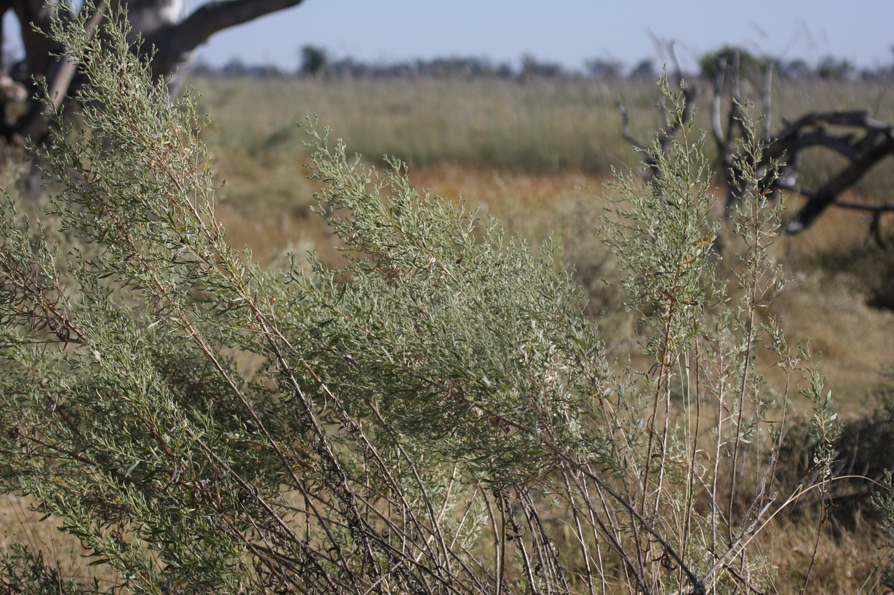 [21111] 2016_06_29_03_42_13_Africa_Canon_EOS_40D_IMG__03362.jpg