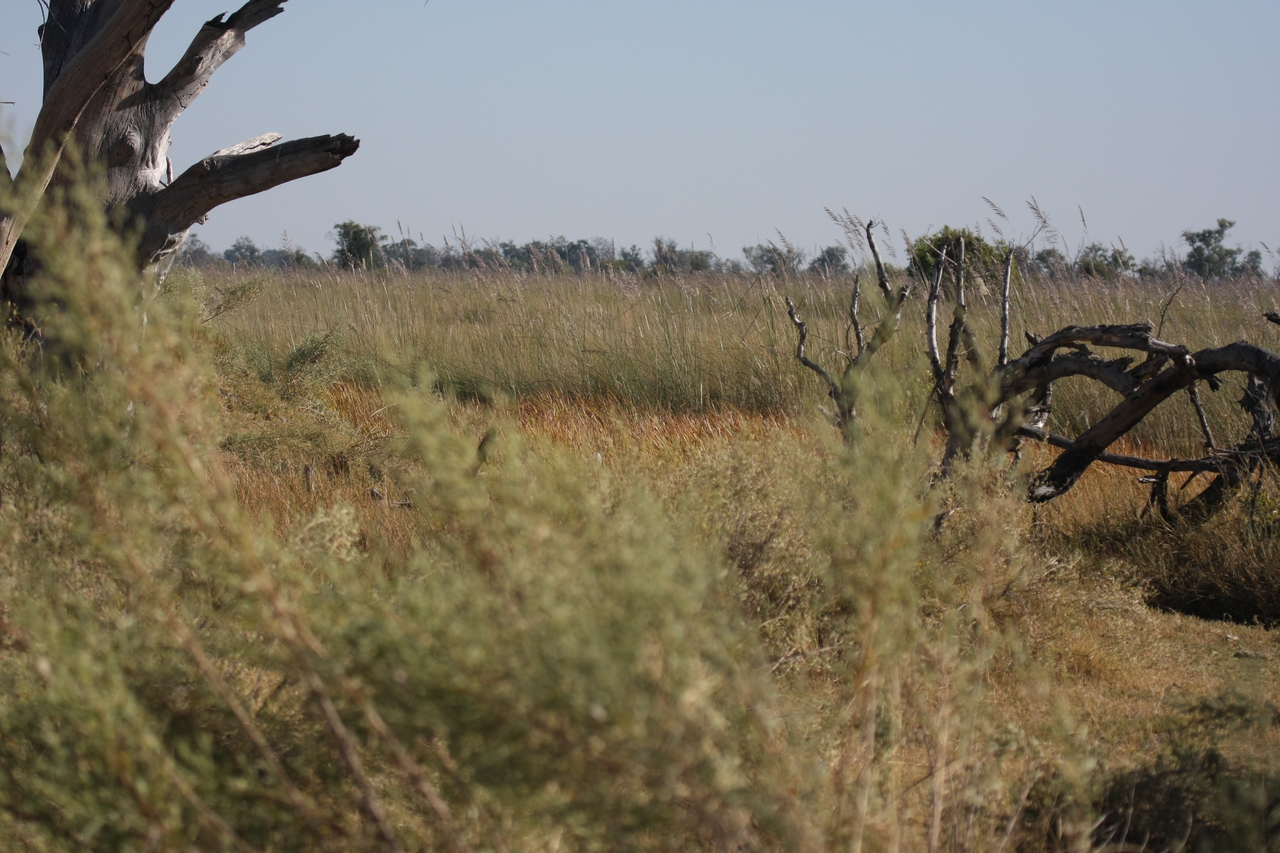 [21114] 2016_06_29_03_42_16_Africa_Canon_EOS_40D_IMG__03363.jpg