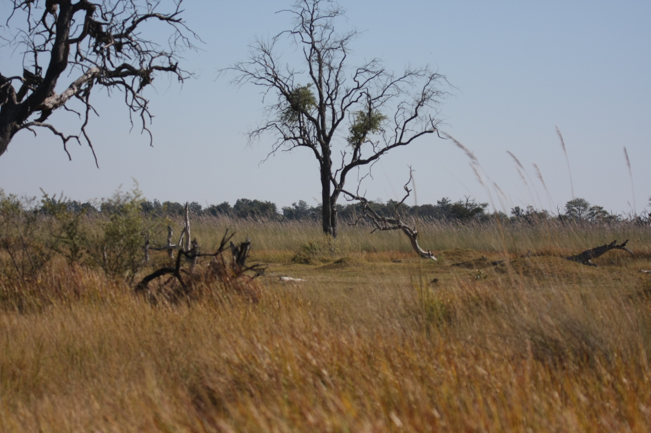 [21178] 2016_06_29_03_54_20_Africa_Canon_EOS_40D_IMG__10833.jpg