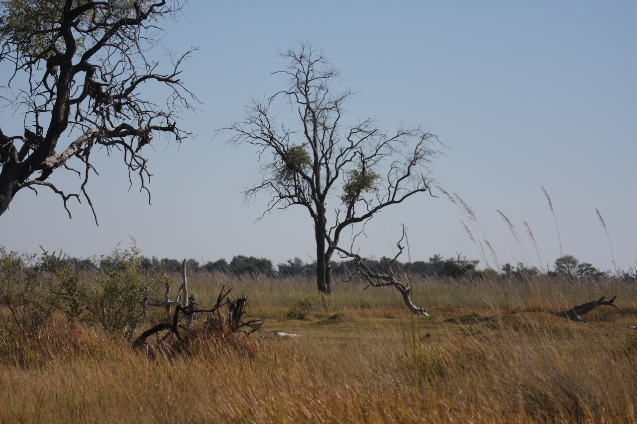[21179] 2016_06_29_03_54_23_Africa_Canon_EOS_40D_IMG__00145.jpg
