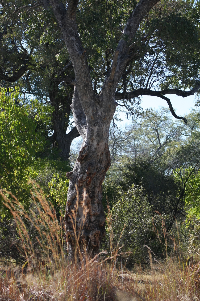 [21183] 2016_06_29_03_56_25_Africa_Canon_EOS_40D_IMG__00148.jpg