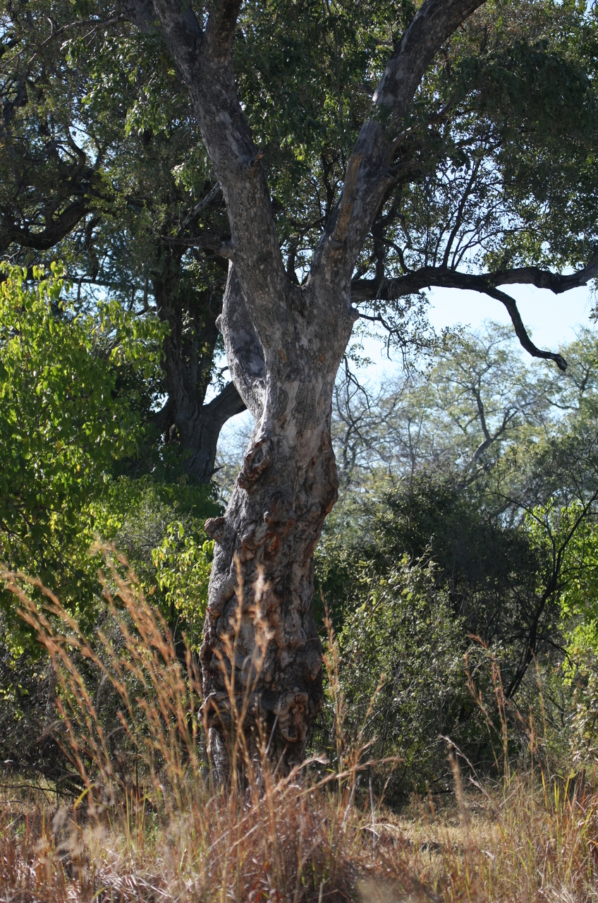 [21184] 2016_06_29_03_56_25_Africa_Canon_EOS_40D_IMG__03388.jpg