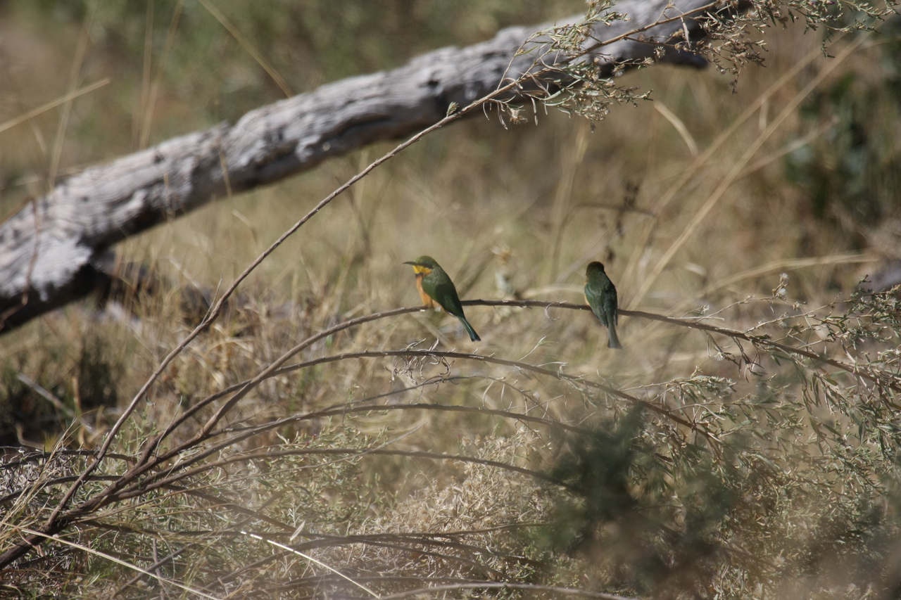 [21197] 2016_06_29_04_07_04_Africa_Canon_EOS_40D_IMG__10839.jpg