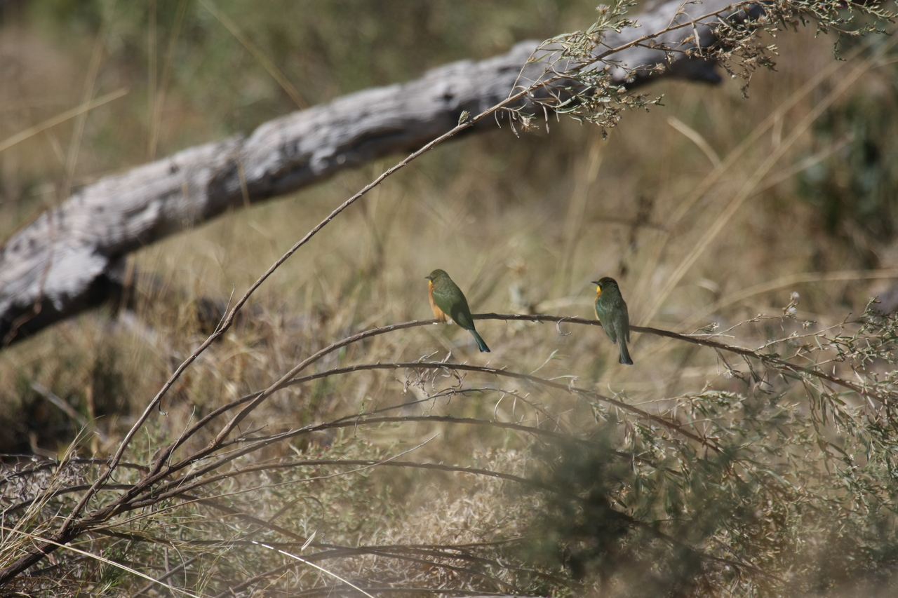 [21201] 2016_06_29_04_07_10_Africa_Canon_EOS_40D_IMG__00154.jpg