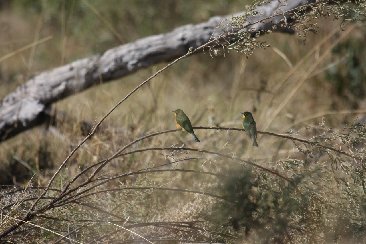 [21202] 2016_06_29_04_07_10_Africa_Canon_EOS_40D_IMG__03395.jpg