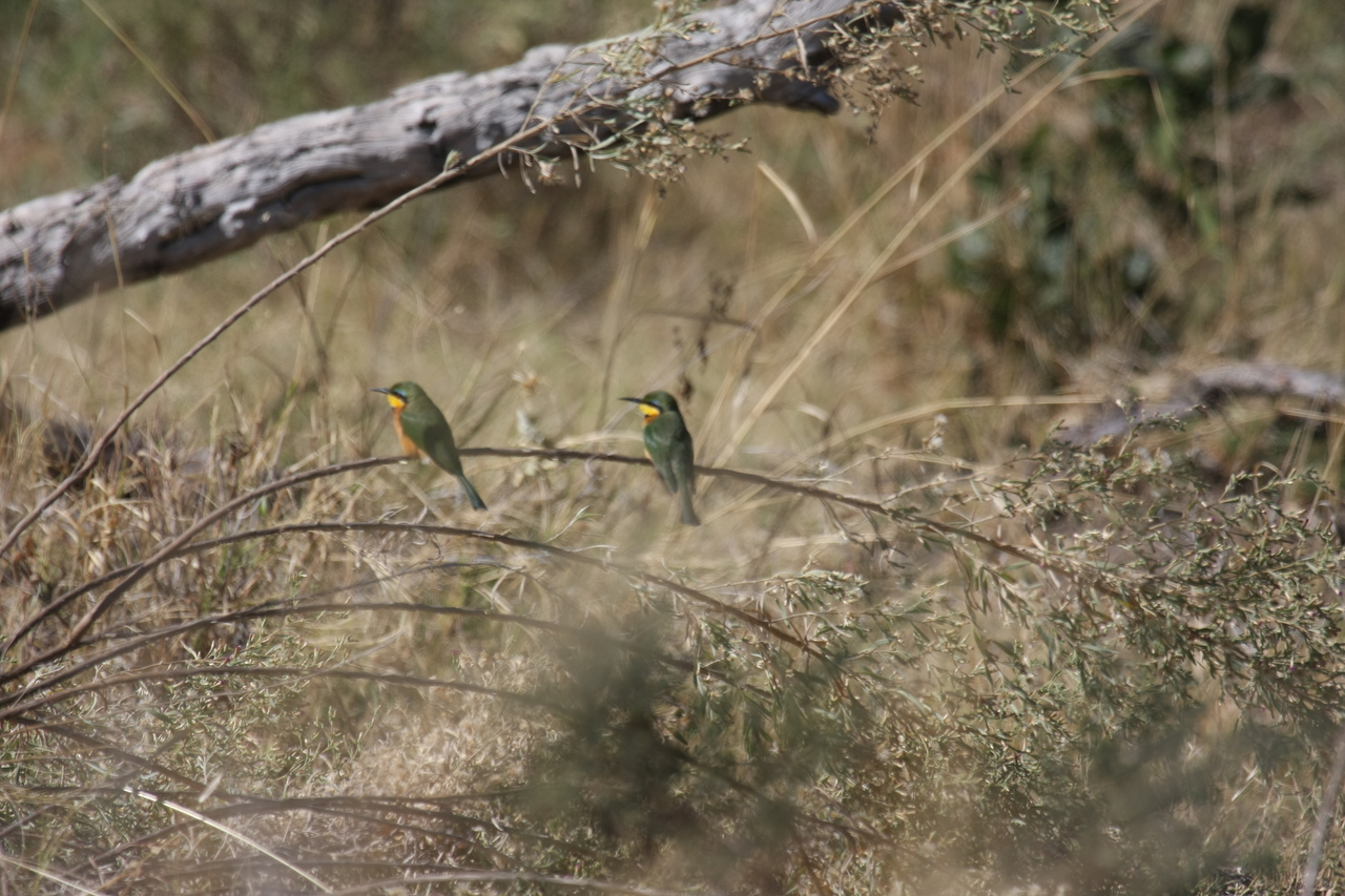 [21210] 2016_06_29_04_07_17_Africa_Canon_EOS_40D_IMG__03398.jpg