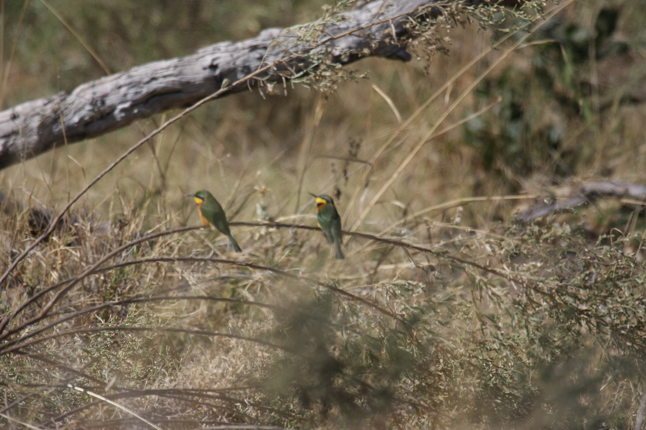 [21211] 2016_06_29_04_07_17_Africa_Canon_EOS_40D_IMG__03399.jpg