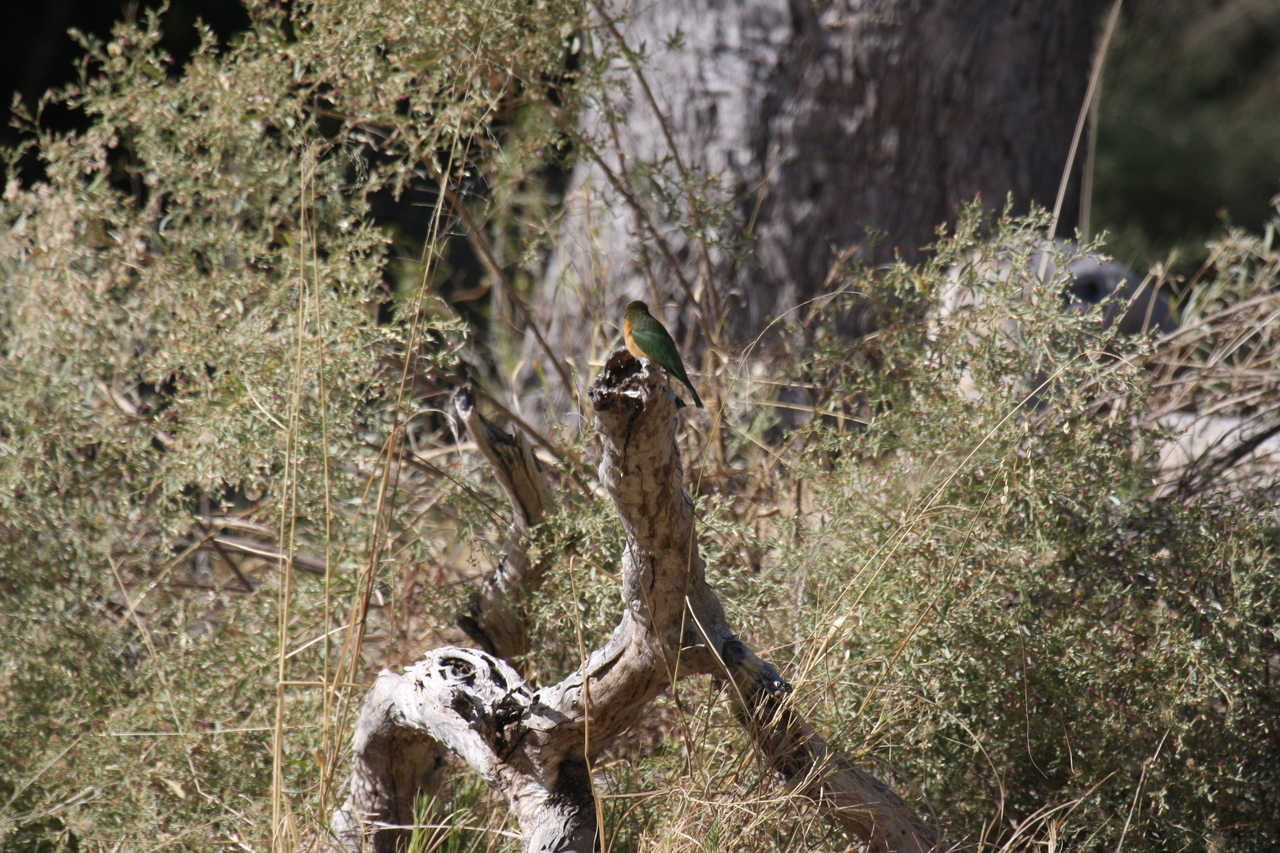 [21219] 2016_06_29_04_07_37_Africa_Canon_EOS_40D_IMG__03402.jpg