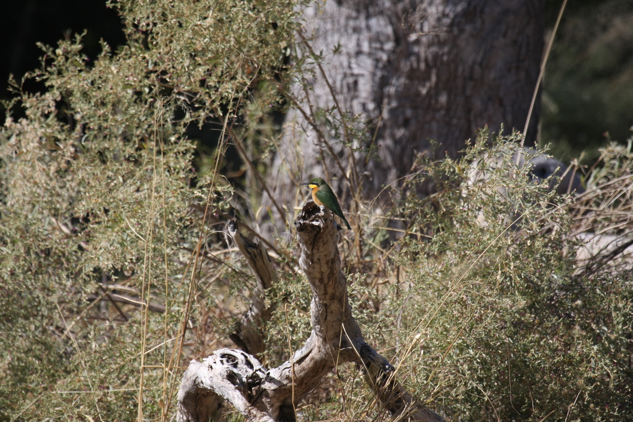 [21227] 2016_06_29_04_07_39_Africa_Canon_EOS_40D_IMG__03405.jpg
