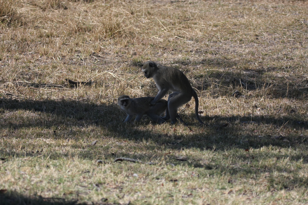 [21230] 2016_06_29_04_30_24_Africa_Canon_EOS_40D_IMG__00164.jpg