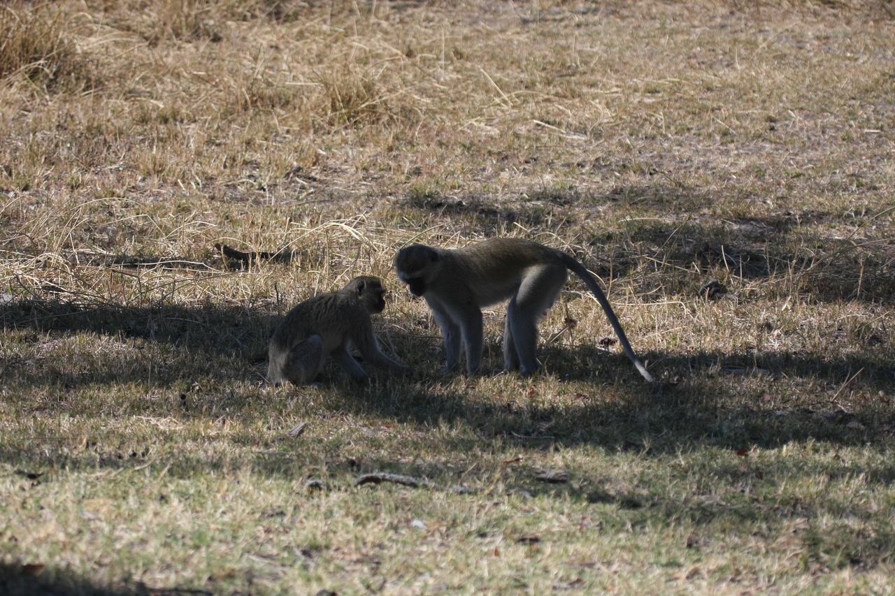 [21235] 2016_06_29_04_30_28_Africa_Canon_EOS_40D_IMG__10854.jpg