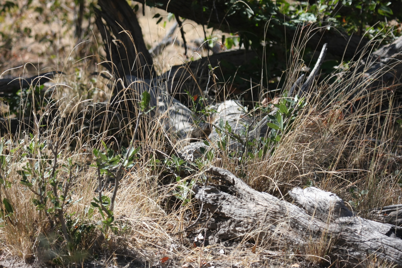 [21244] 2016_06_29_04_38_34_Africa_Canon_EOS_40D_IMG__10857.jpg