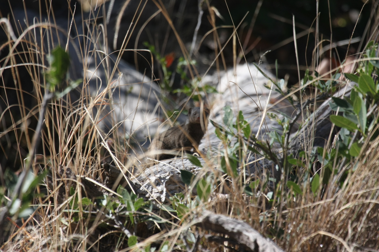 [21245] 2016_06_29_04_38_45_Africa_Canon_EOS_40D_IMG__00170.jpg