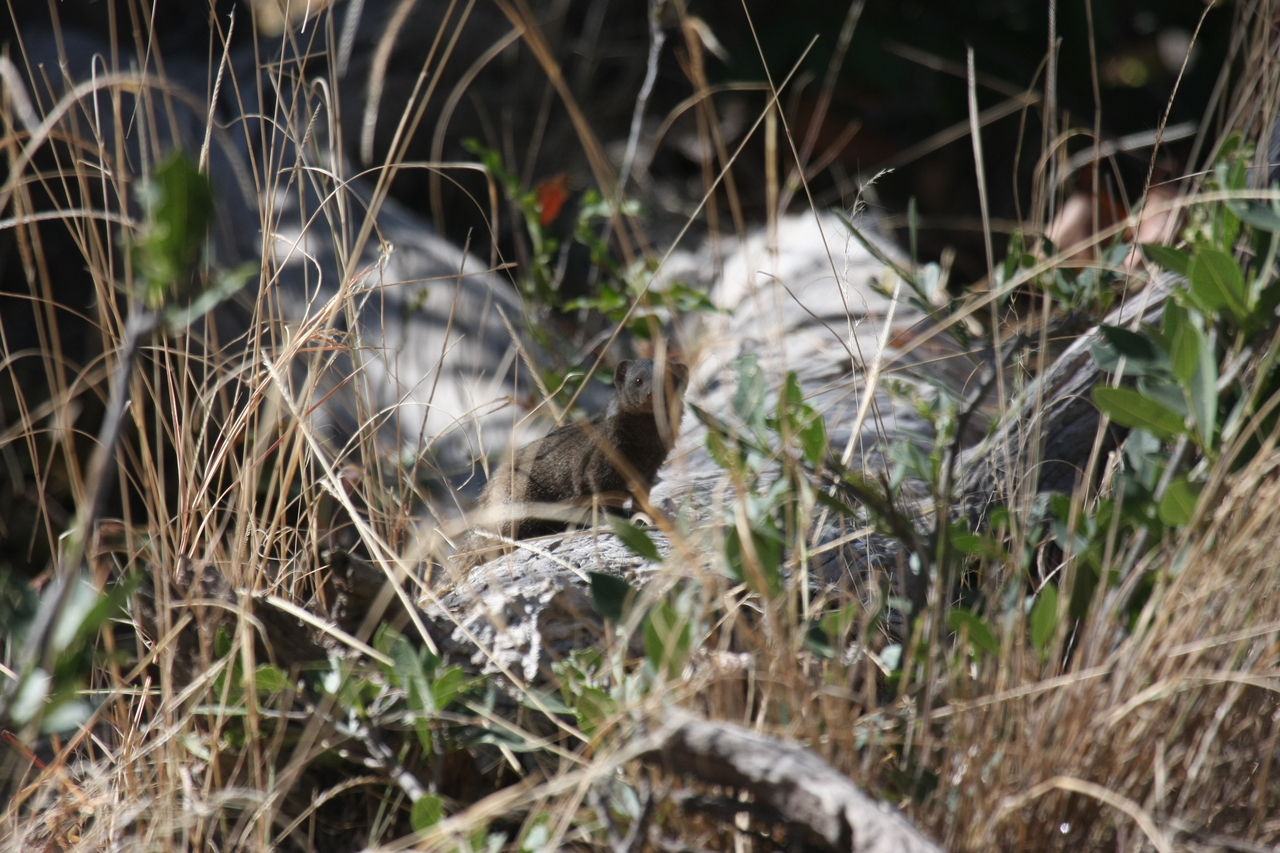 [21253] 2016_06_29_04_38_45_Africa_Canon_EOS_40D_IMG__10861.jpg