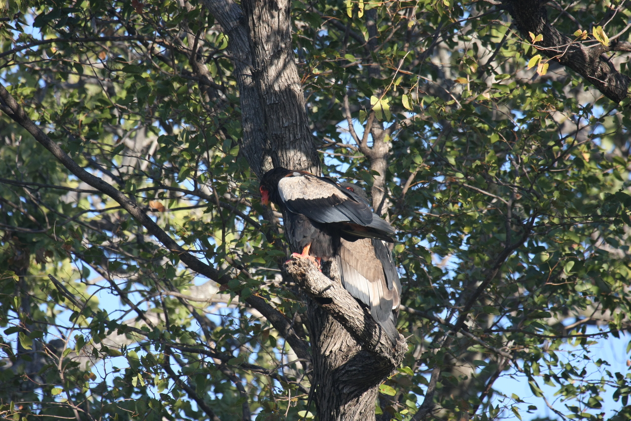 [21456] 2016_06_29_10_59_05_Africa_Canon_EOS_40D_IMG__00173.jpg