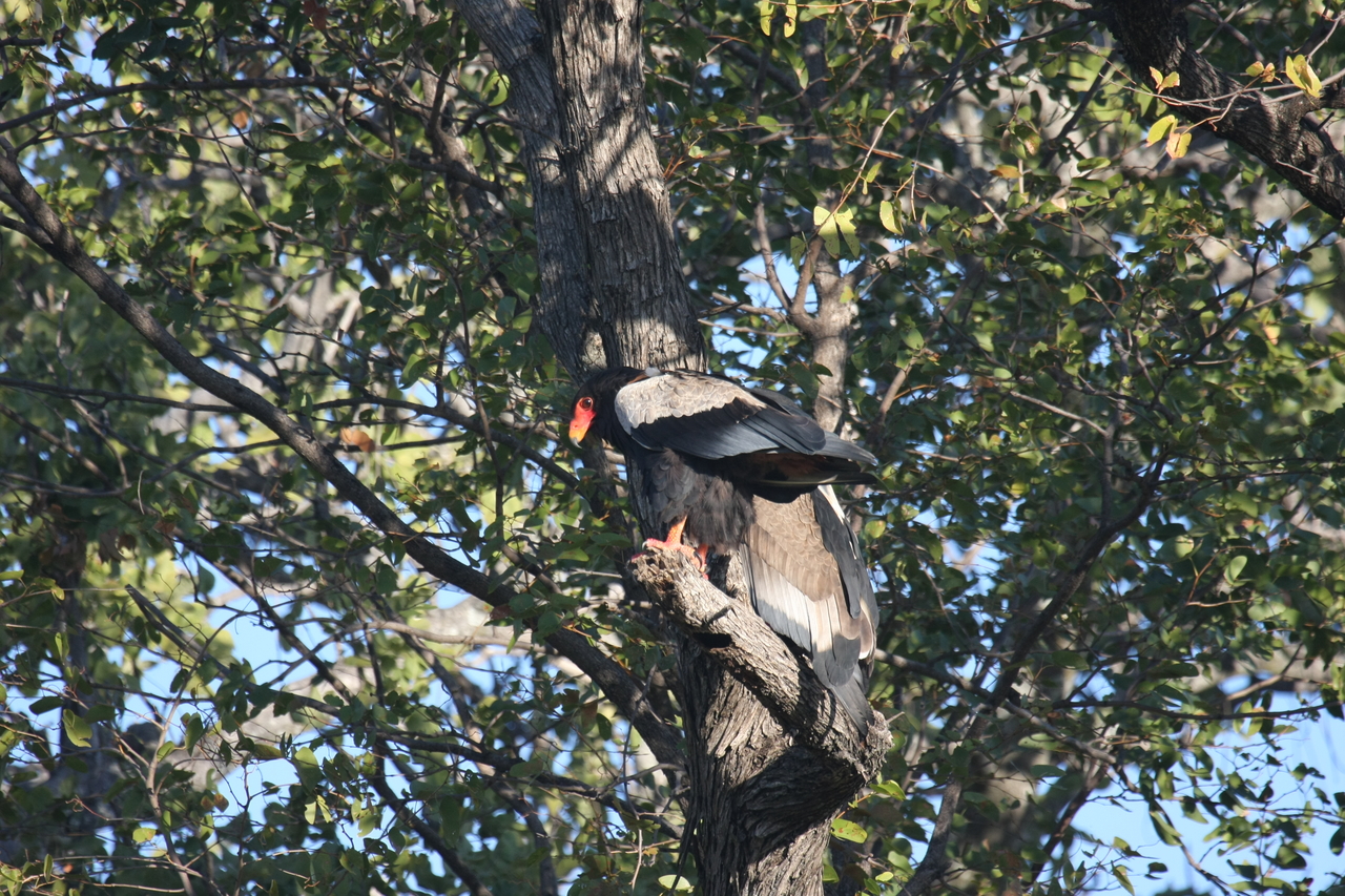 [21464] 2016_06_29_10_59_05_Africa_Canon_EOS_40D_IMG__10864.jpg