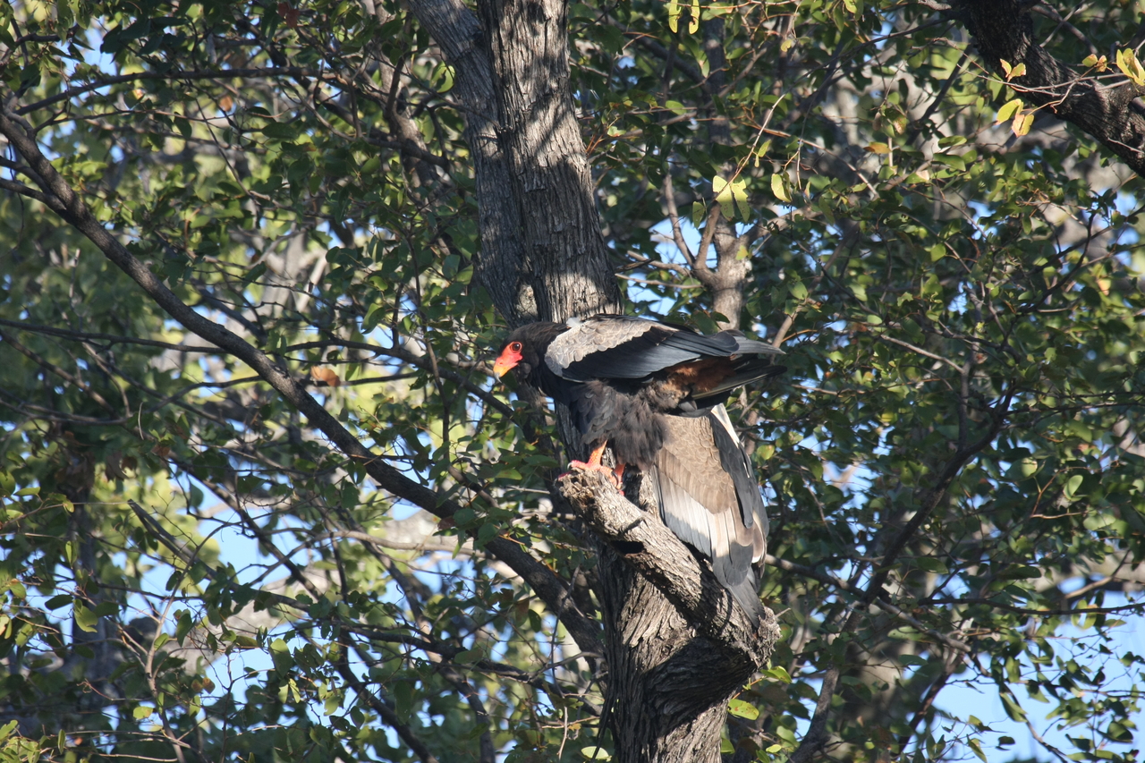 [21469] 2016_06_29_10_59_06_Africa_Canon_EOS_40D_IMG__10865.jpg