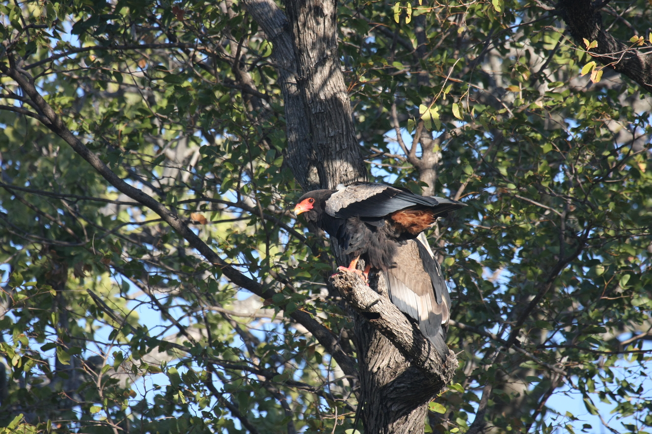 [21478] 2016_06_29_10_59_07_Africa_Canon_EOS_40D_IMG__10868.jpg