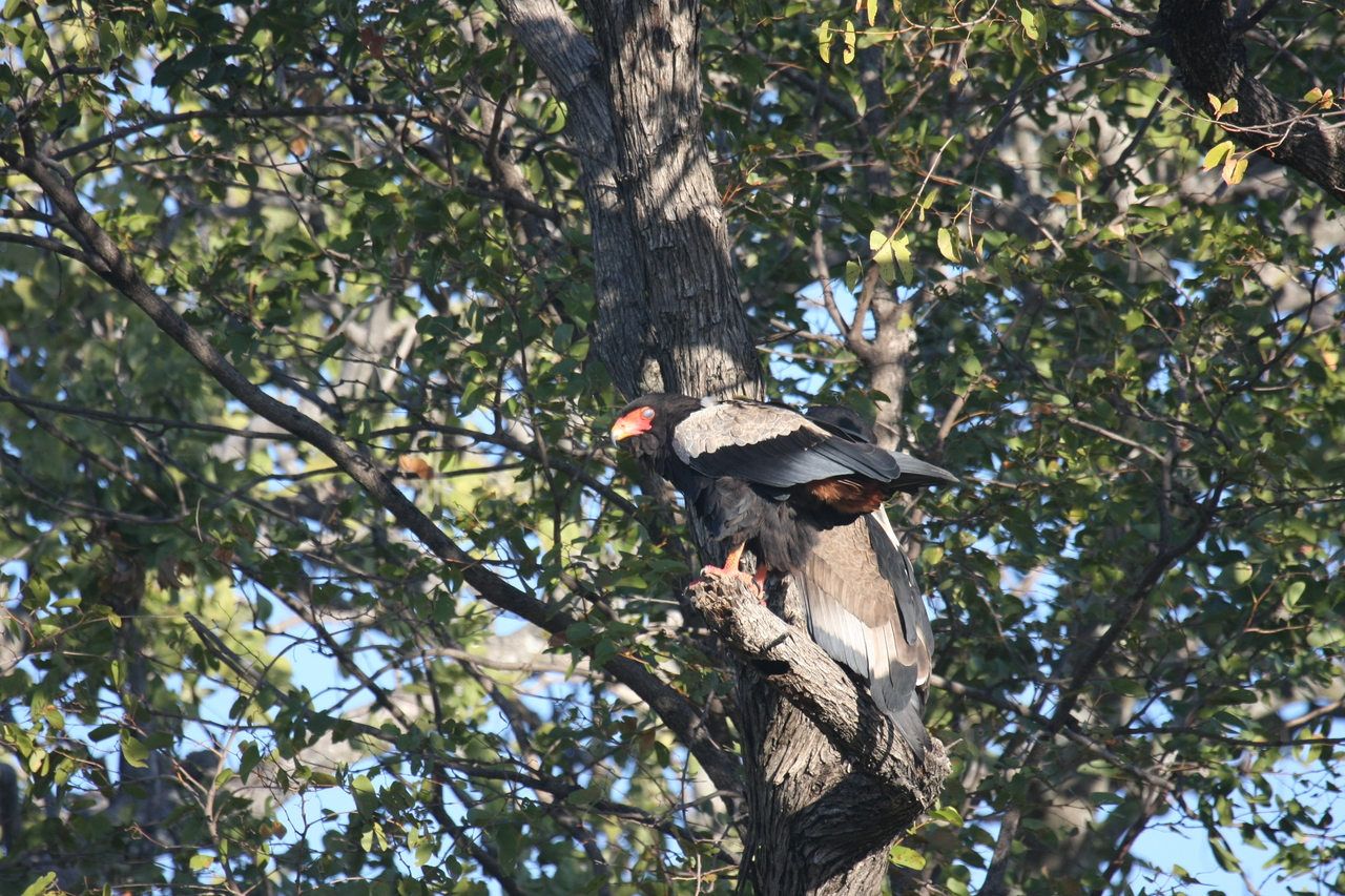 [21486] 2016_06_29_10_59_08_Africa_Canon_EOS_40D_IMG__10871.jpg