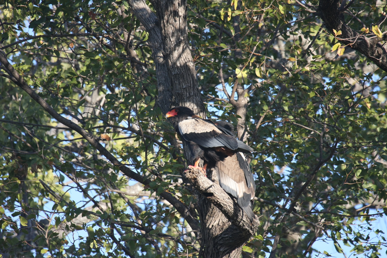 [21497] 2016_06_29_10_59_10_Africa_Canon_EOS_40D_IMG__10876.jpg