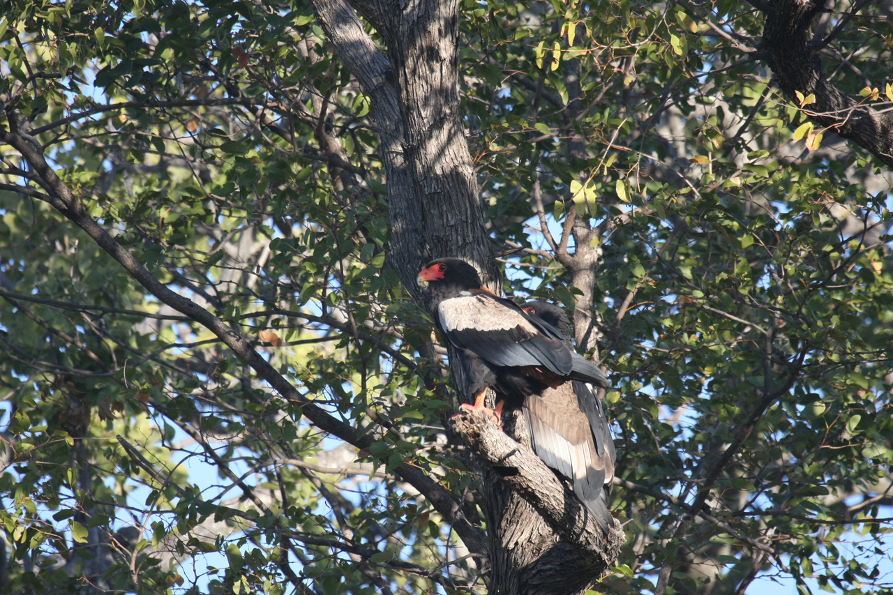 [21498] 2016_06_29_10_59_12_Africa_Canon_EOS_40D_IMG__00188.jpg