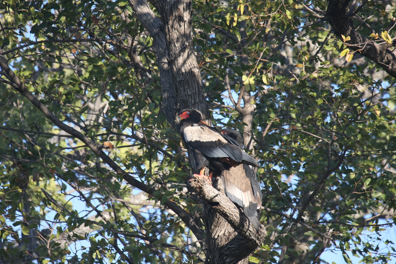 [21503] 2016_06_29_10_59_13_Africa_Canon_EOS_40D_IMG__10878.jpg