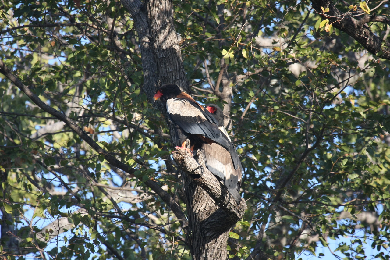 [21504] 2016_06_29_10_59_46_Africa_Canon_EOS_40D_IMG__00190.jpg