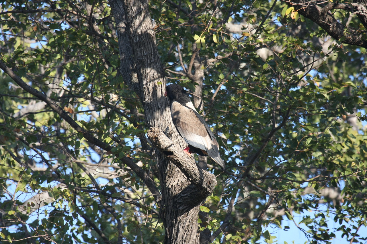 [21513] 2016_06_29_10_59_48_Africa_Canon_EOS_40D_IMG__00194.jpg