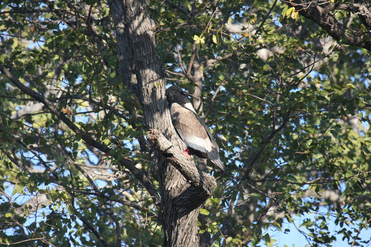 [21518] 2016_06_29_10_59_48_Africa_Canon_EOS_40D_IMG__10884.jpg