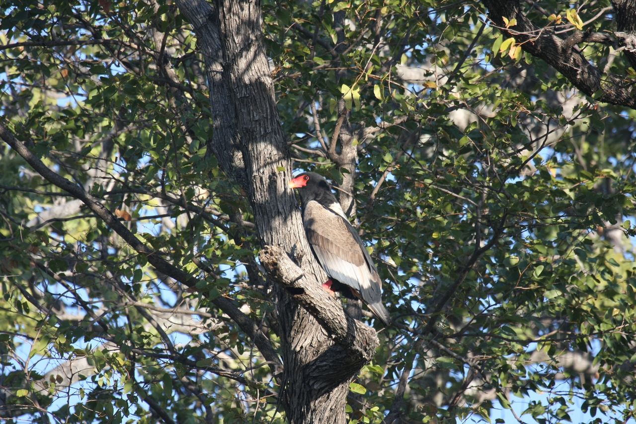[21520] 2016_06_29_10_59_50_Africa_Canon_EOS_40D_IMG__00197.jpg