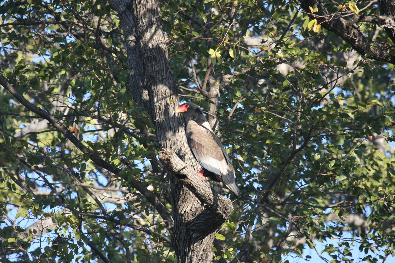 [21522] 2016_06_29_10_59_50_Africa_Canon_EOS_40D_IMG__03438.jpg