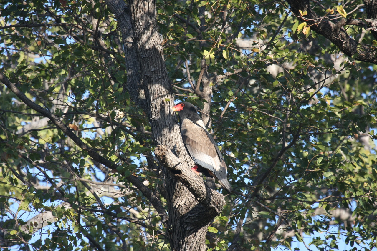 [21524] 2016_06_29_10_59_50_Africa_Canon_EOS_40D_IMG__03440.jpg